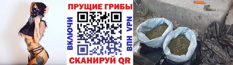 наркота Яровое Галлюциногенные грибы мицелий